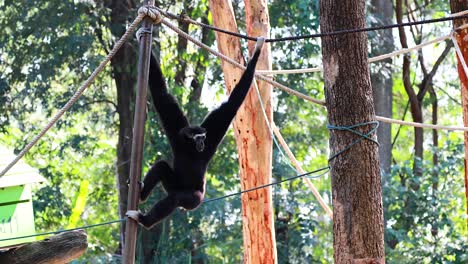 gibbon gracefully swings through ropes and trees