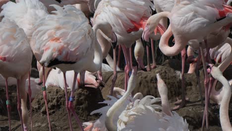 hermosa bandada de flamencos en su hábitat natural.
