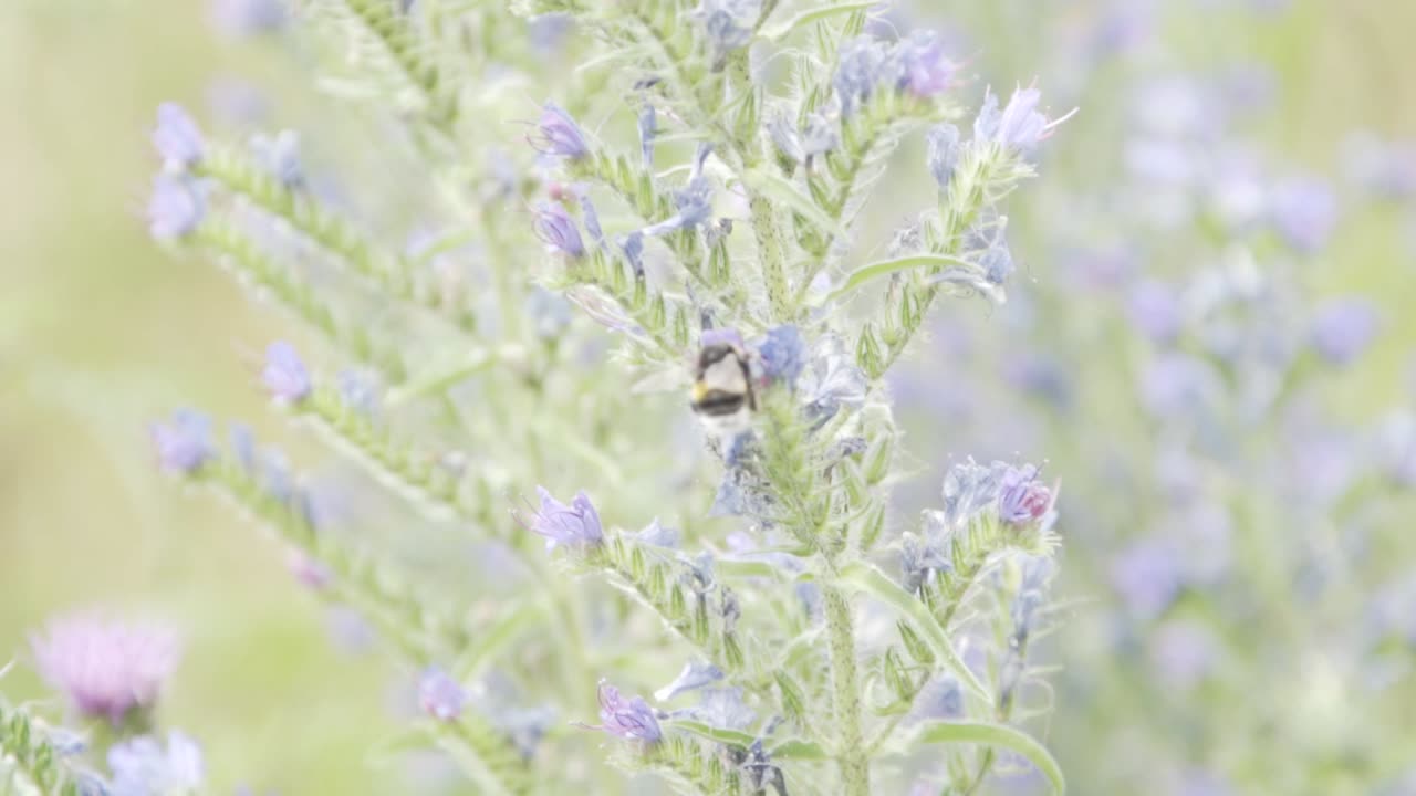 Bumble bee exploring a new flower