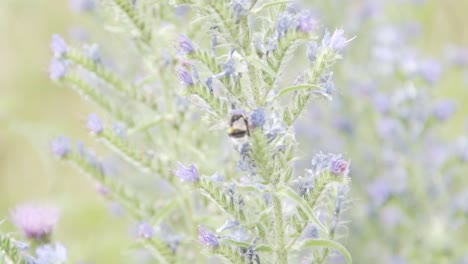 bumble bee exploring a new flower