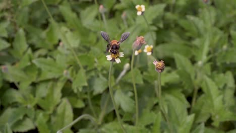 Una-Abeja-Se-Sienta-En-Una-Flor