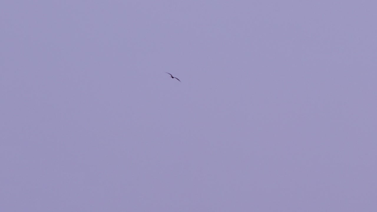 카리브해 하늘을 날아다니는 4k 100fps 프리게트 새, 열 왜곡으로 찍은 텔레포토