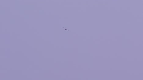 4k-100-fps-frigate-bird-soaring-through-the-sky-in-the-Caribbean,-telephoto-shot-with-heat-distortion