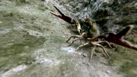 A-lake-crayfish-with-claws-open-underwater