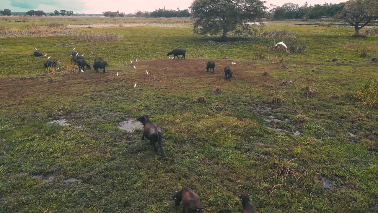 familia de búfalos salvajes caminando en un lago seco en tissamaharama - sri lanka