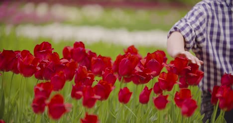 female researcher walking while examining tulips at field 27