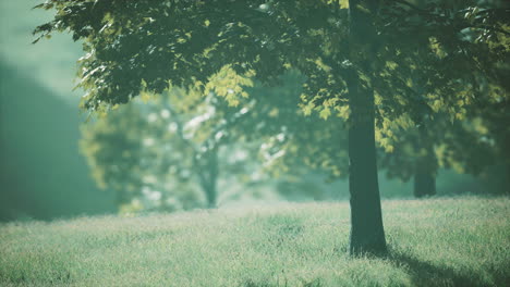 big mapple tree with green leaves in a summer day