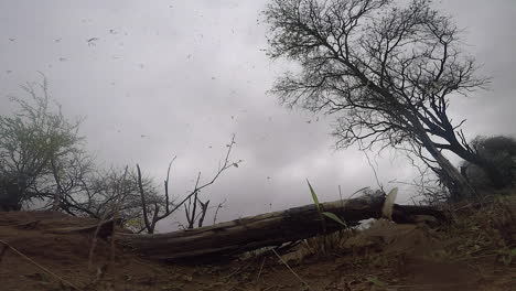 Miles-De-Termitas-Aladas-Toman-Vuelo-Después-De-La-Lluvia-En-Sudáfrica