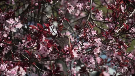 female house finch sitting on cherry blossom tree branch eating the flower petals