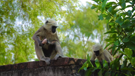 wild hungry indian white langurs eating raw ripen fruit amidst wilderness