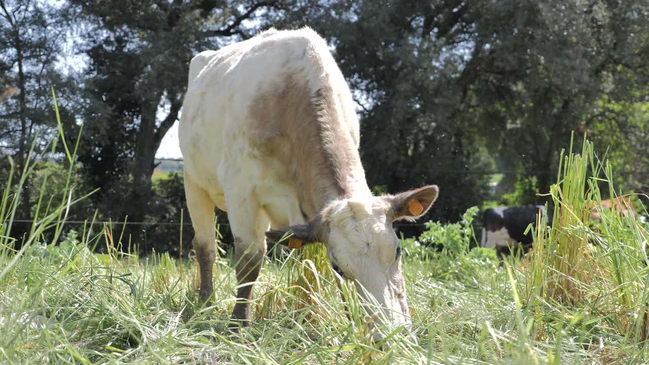 ganado con ternera pastando en el campo
