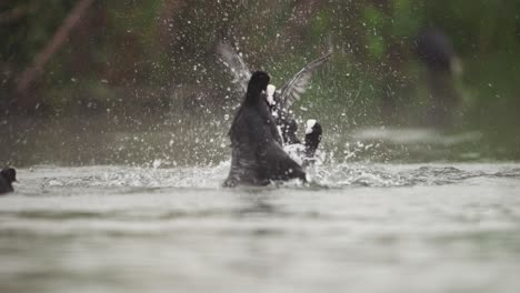 Coots-fighting-in-the-water-of-lake-during-sunset-time