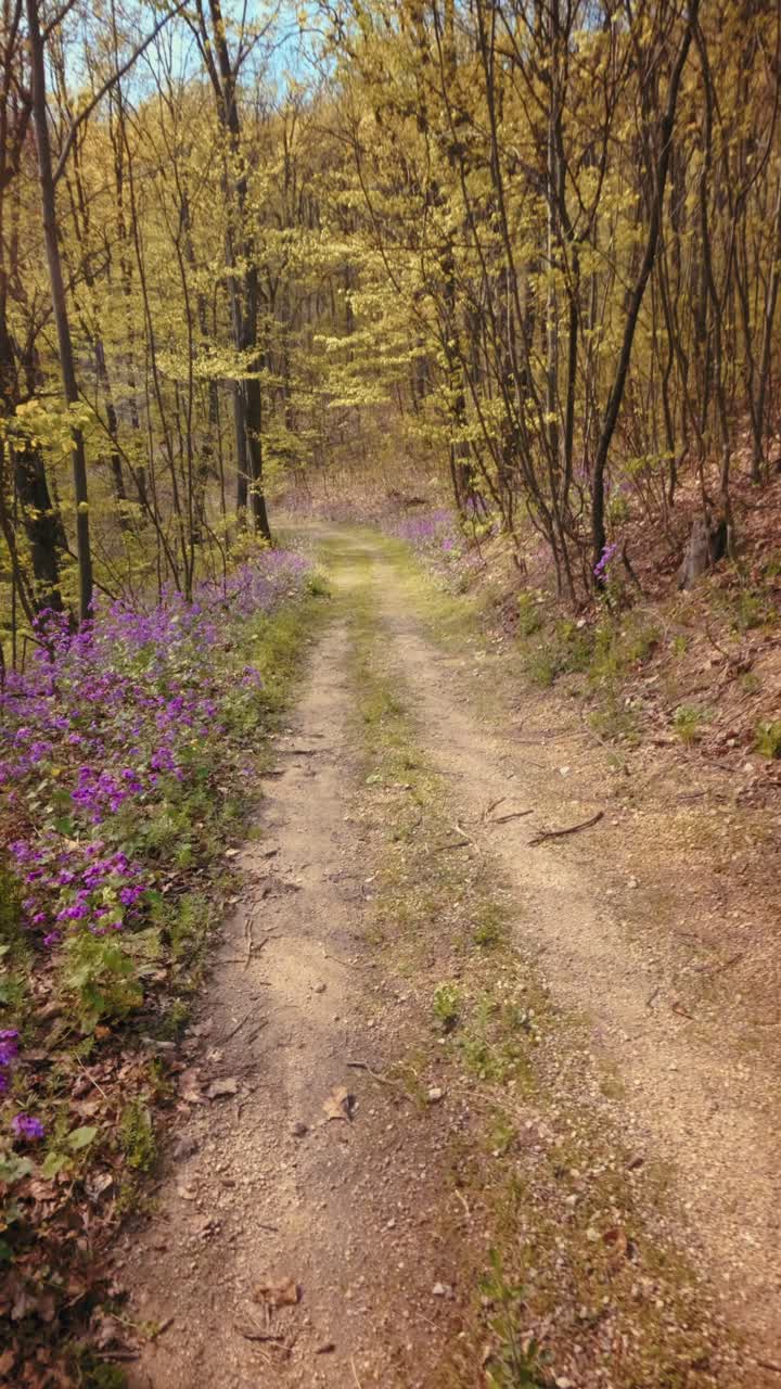 Una POV verticale calma e al rallentatore di una passeggiata attraverso una bellissima foresta primaverile. Sentiero sterrato fiancheggiato da vivaci fiori viola sotto una chioma soleggiata. B-roll concettuale di consapevolezza nella natura. 4k