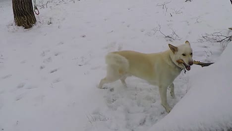 Cámara-Lenta---Perro-Husky-Blanco-Masticando-Una-Gran-Rama-De-árbol-Gigante-En-La-Nieve-Al-Lado-De-Una-Casa-De-Perro