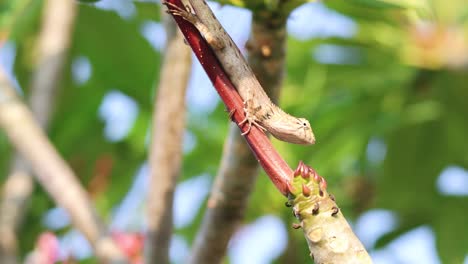 lagarto subiendo a una rama con flores en brote