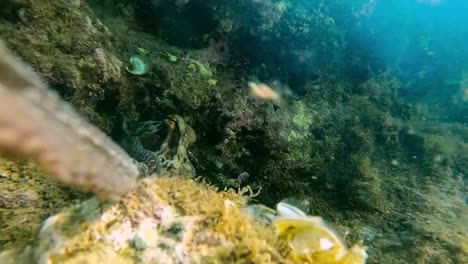 octopus steal gopro camera that is recording underwater