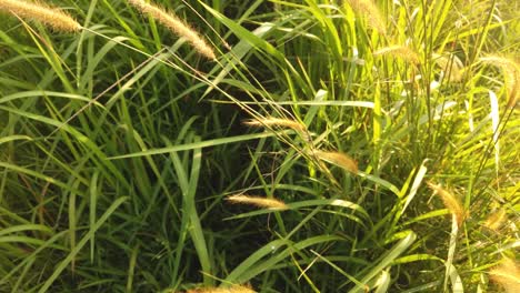 from top shot of the grass in the wind