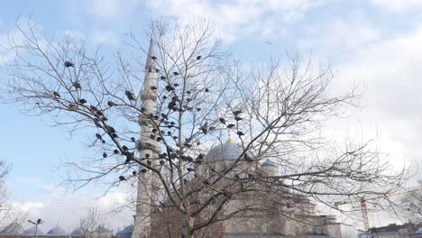 a close-up view of the blue mosque in istanbul with a flock of birds in the tree