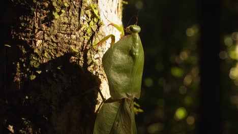 closeup shows a cobra mantis clinging to bark, hidden within the peru amazon’s dense greenery.