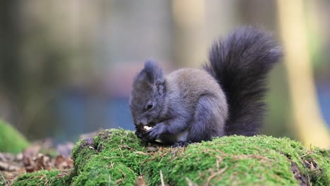 isolated close up of a grey squirrel eating walnut sitting on green moss