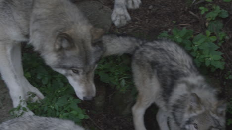 Fauna-Canadiense:-Manada-De-Lobos-En-Movimiento.