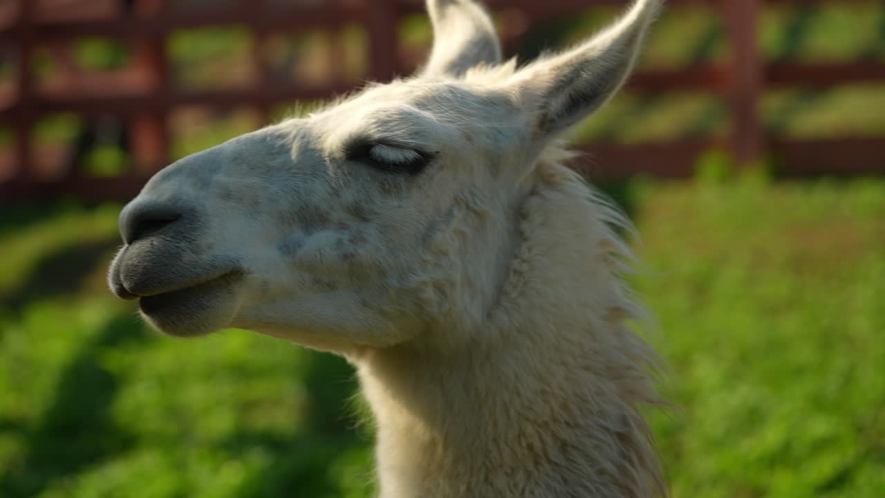 라마 의 클로즈업