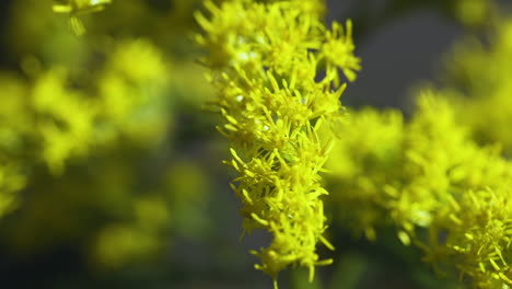 primer plano de las flores amarillas brillantes de la vara dorada