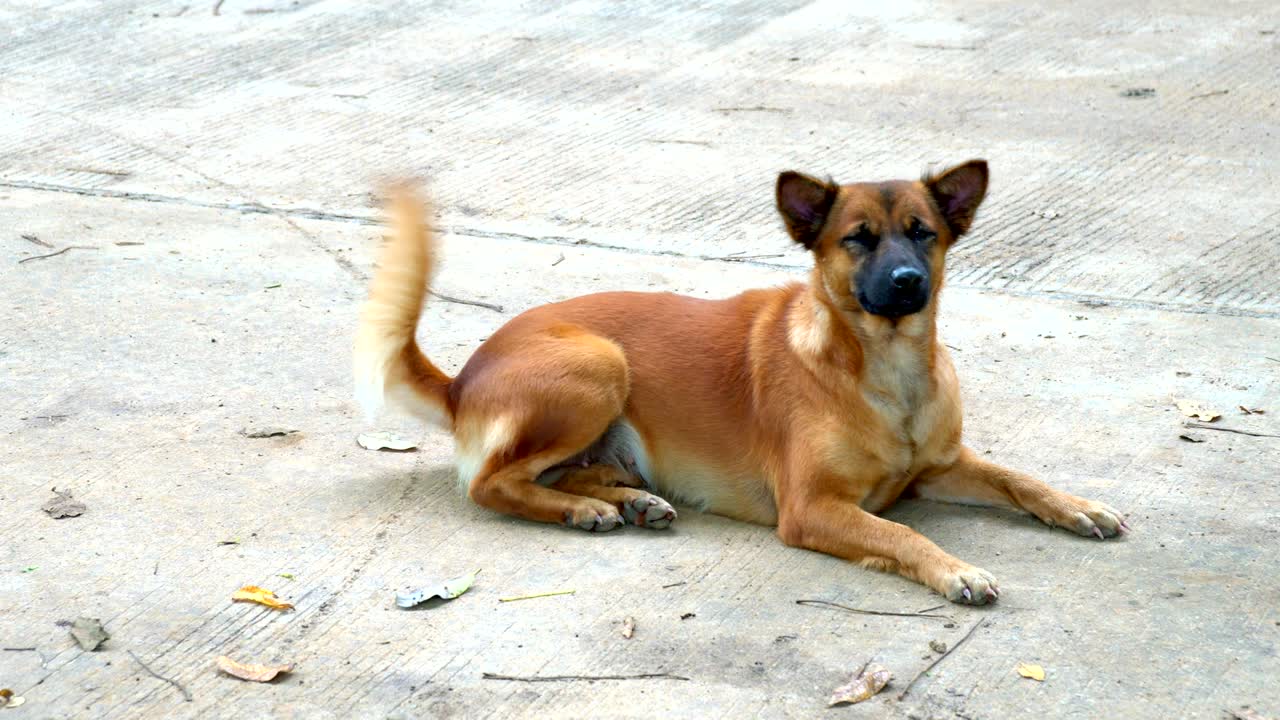 drosophila ojo cae un perro en un fondo de cemento