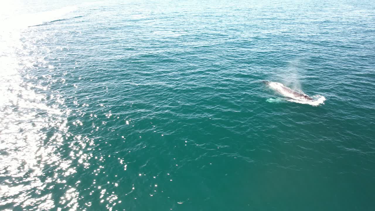 Humpback Whale Diving In Blue Sea In NSW, Australia - Drone Shot