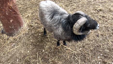 close-up of a miniature sheep patiently waiting for food