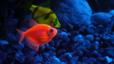 dos peces tropicales fluorescentes brillan