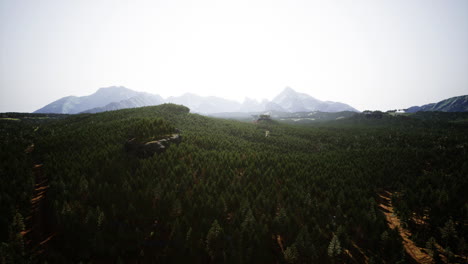 Beautiful-pine-trees-on-background-high-mountains