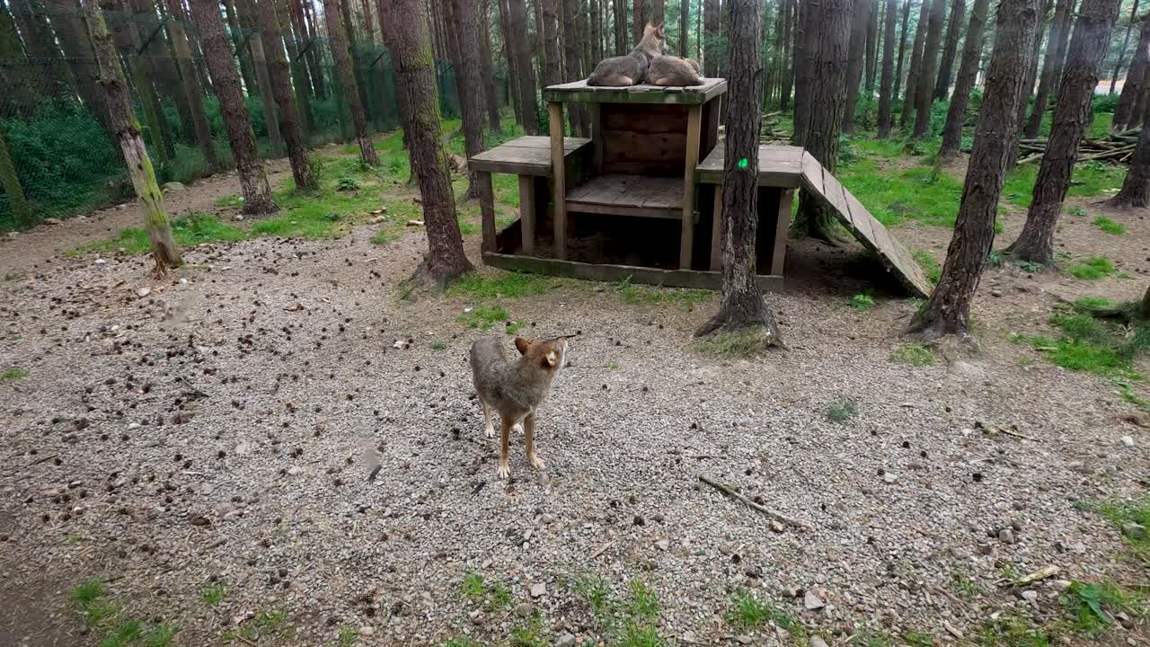 Wolf moves through wooded enclosure with shelter, overcast daylight, wide static camera angle