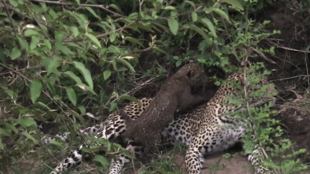 Gorgeous three month old leopard cub nursing on mother’s milk Masai Mara
