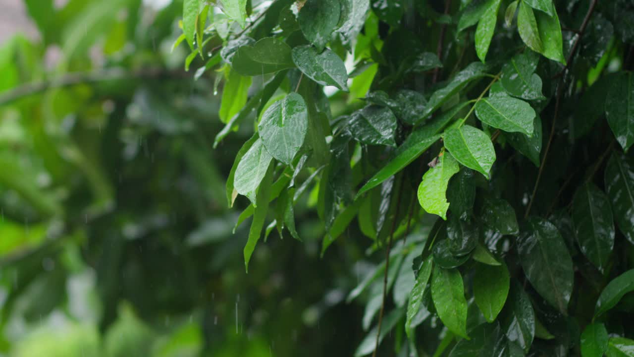 hojas verdes brillantes con gotas de lluvia en un entorno de bosque exuberante, captura en cámara lenta