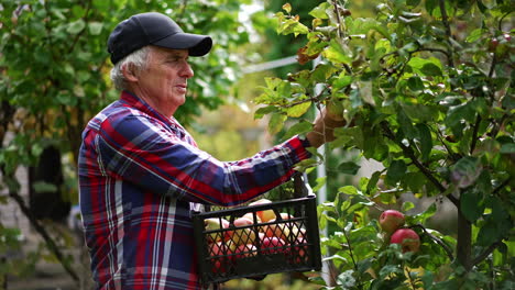 aged man in black cap holds a box where he picks apples. farmer harvesting fruit in the orchard and shows a big apple to the camera.