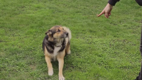 commanding a domestic crossbreed to sit on lawn