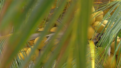 view of yellow green coconut in the bunch on coconut palm tree with huge leaves