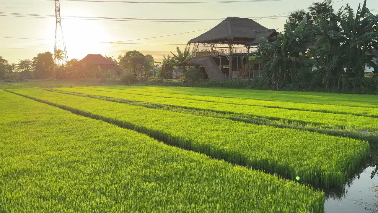 Risaie di un verde vibrante con capanna tradizionale all'ora d'oro del tramonto
