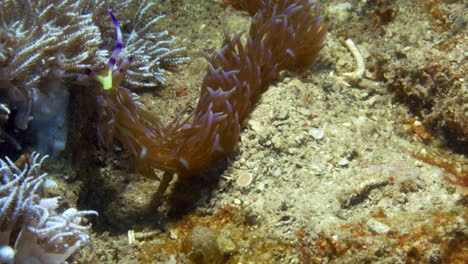 Lindo-Y-Curioso-Nudibranquio-Dragón-Azul,-Pteraeolidia-Ianthina,-Recogiendo-Aromas-Químicos-De-Su-Entorno-En-El-Rico-Fondo-Del-Océano