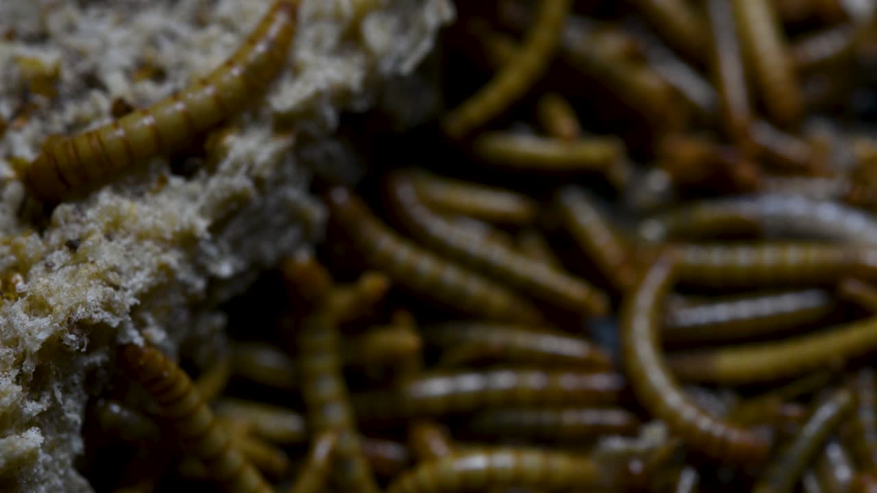 O Tenebrio é uma espécie de besouro Tenebrionidae usado para alimentar animais de estimação como peixes, cobras, pássaros e sapos.