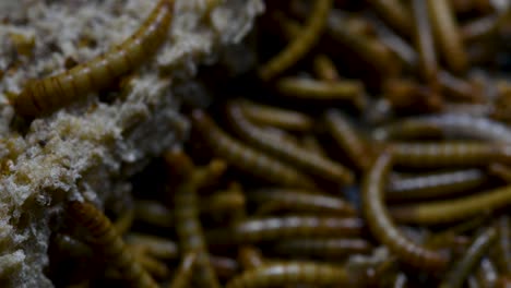 el gusano de la harina es una especie de escarabajo oscuro que se usa para alimentar mascotas como peces, serpientes, pájaros y ranas