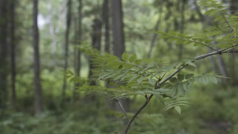 forest scene with leaves