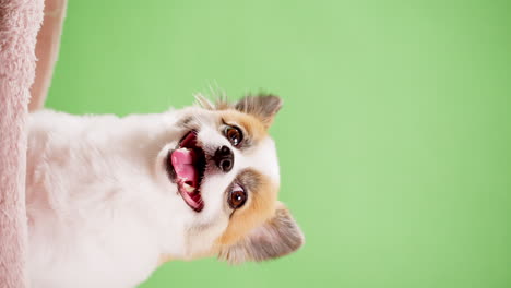 retrato vertical del lindo cachorro esponjoso de pomeranian spitz