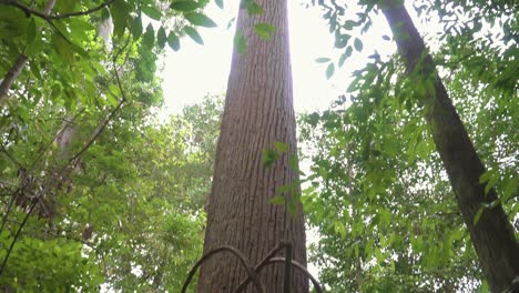 looking up giant tree in forest