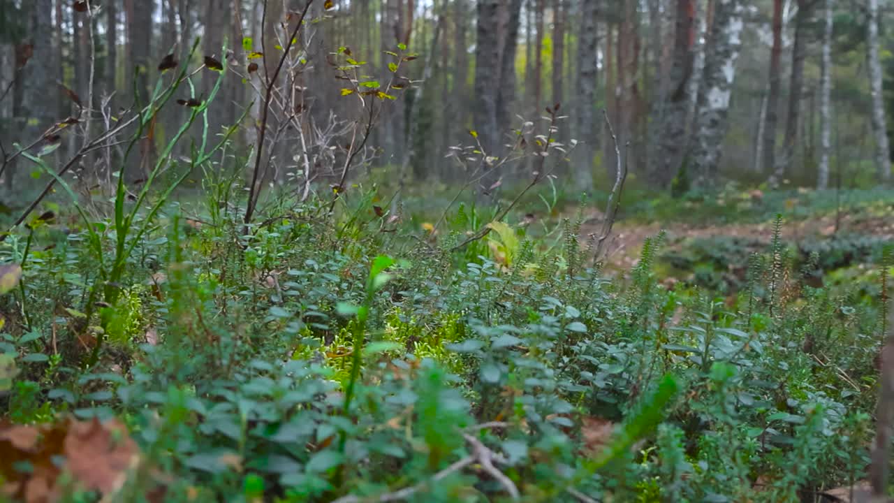 Close up and in focus shot of a forest ground or floor during autumn rainy day in a dense and thick forest, where roots and pine needles are visible. Tall trees in the background and are blurry.