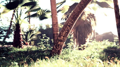 palm trees in a lush tropical forest