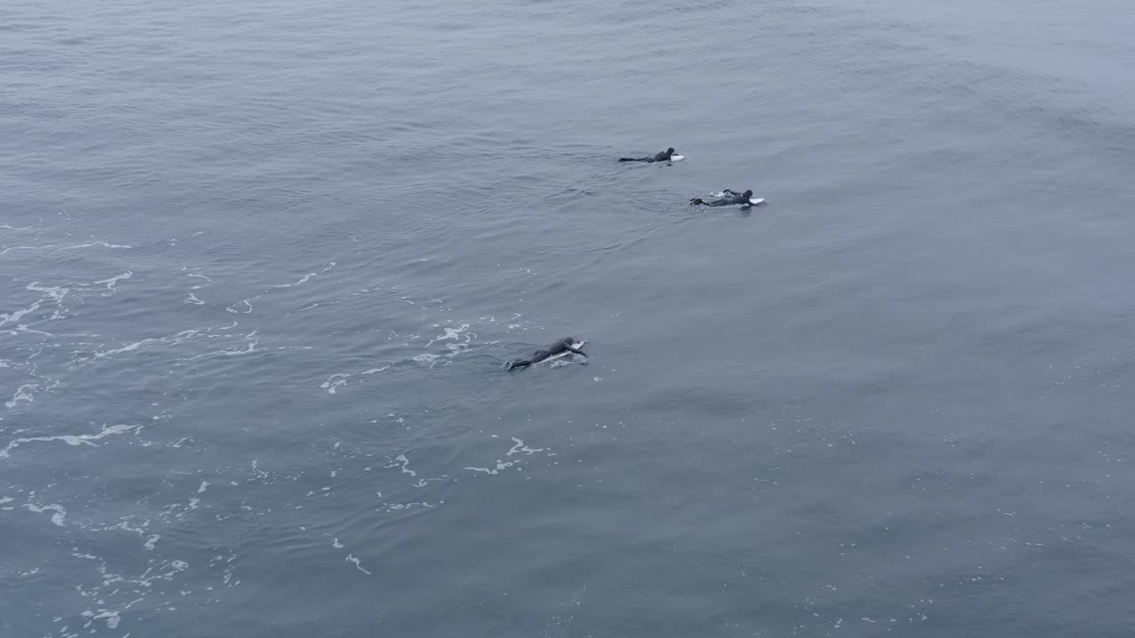 surfistas flotando en el agua en tablas de surf remando de regreso a la alineación, antena