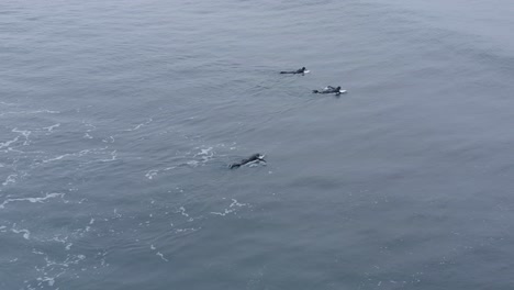 Surfer,-Die-Auf-Einem-Surfbrett-Im-Wasser-Schwimmen,-Paddeln-Zurück-Zur-Aufstellung,-Aus-Der-Luft