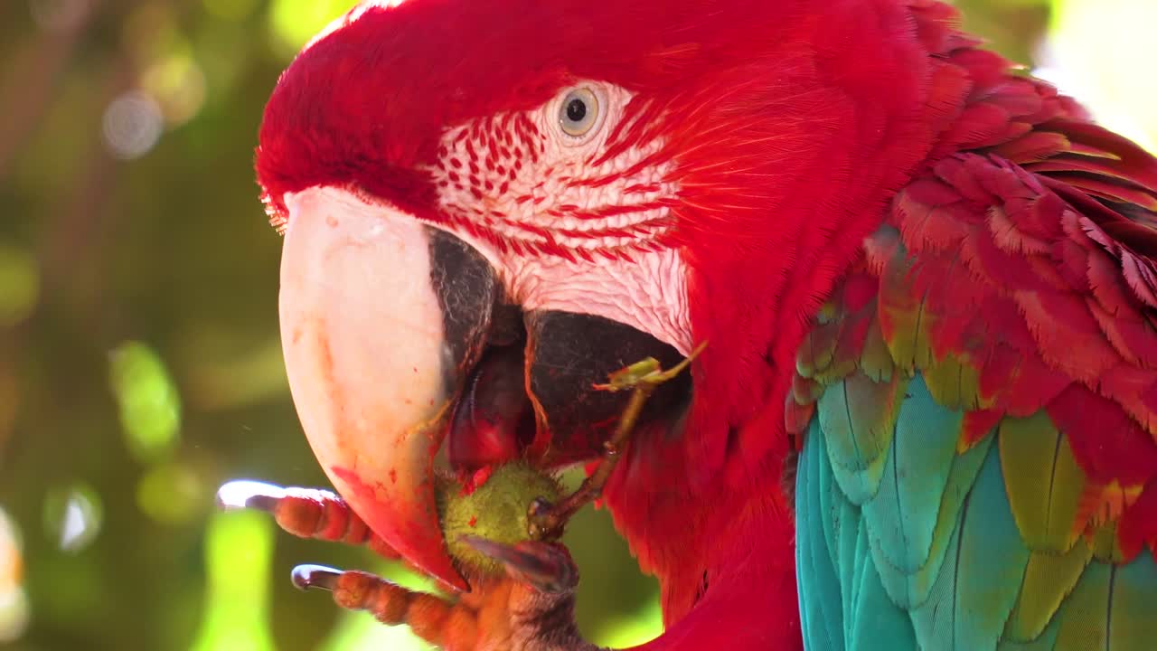 loro guacamayo escarlata comiendo un trozo de fruta con un guacamayo azul y amarillo al final